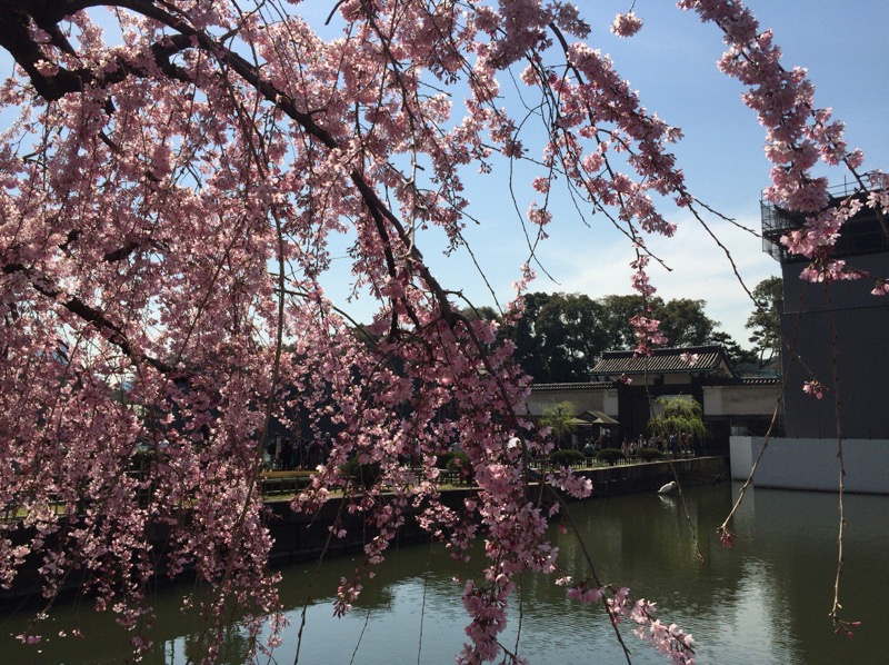 皇居の桜