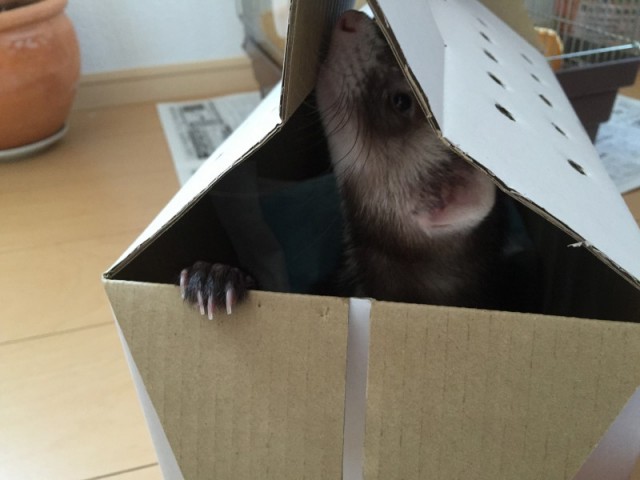 カナディアンフェレット