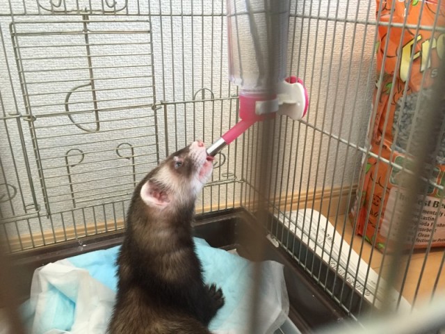 カナディアンフェレット もぐ