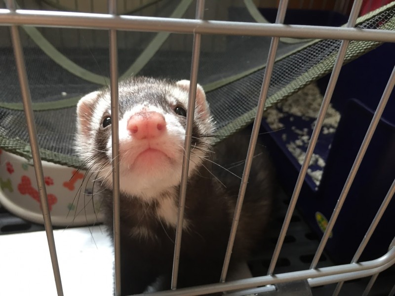 フェレット噛み癖