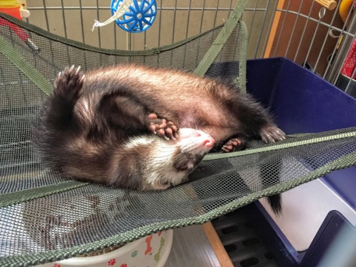 フェレット 夏場