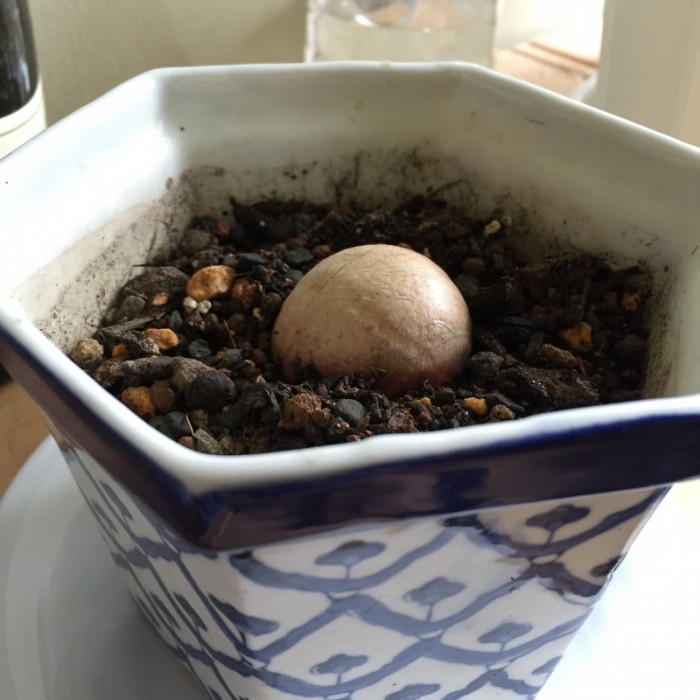 アボカド　発芽