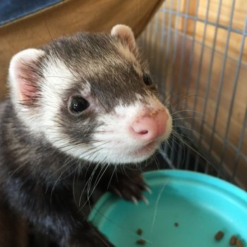 フェレット もぐ