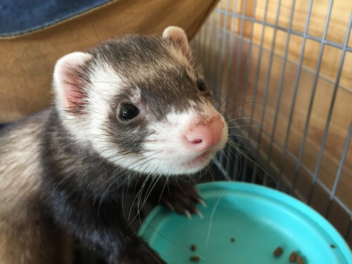 フェレット　もぐ