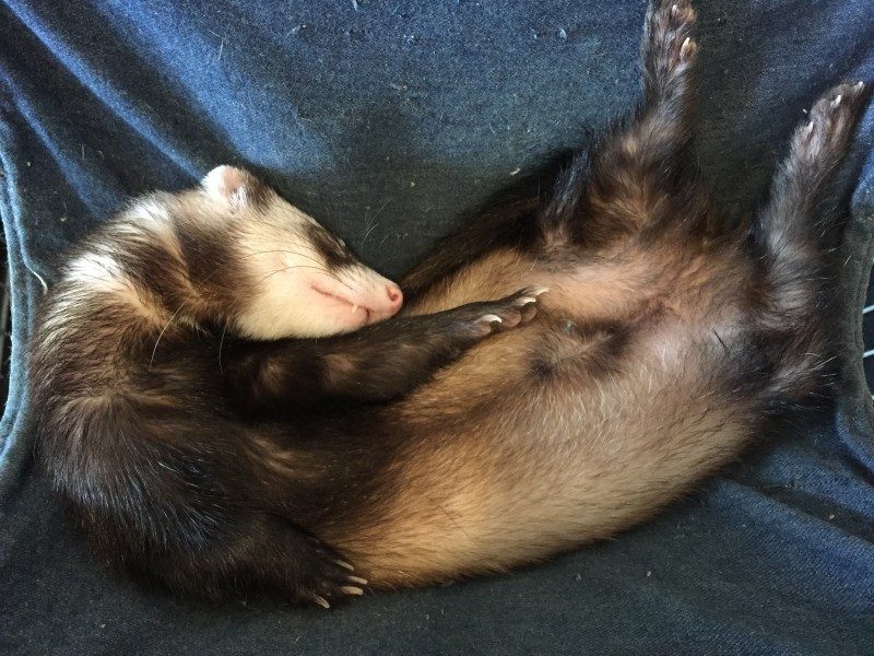 フェレット　もぐ